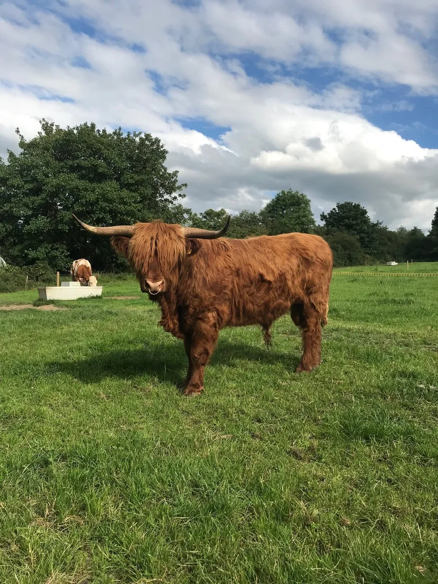 Highland bull - Image 2