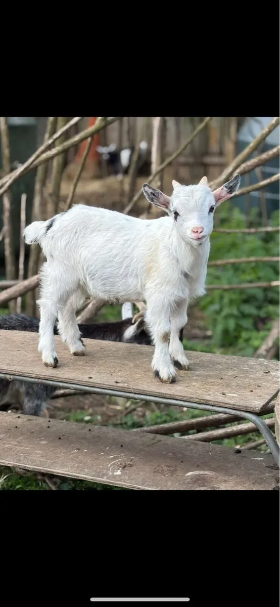 Pygmy Buck kid goats for sale - Image 2