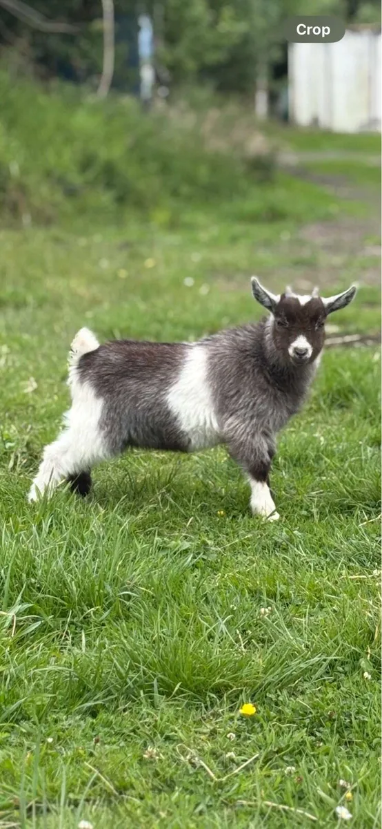 Pygmy Buck kid goats for sale - Image 3
