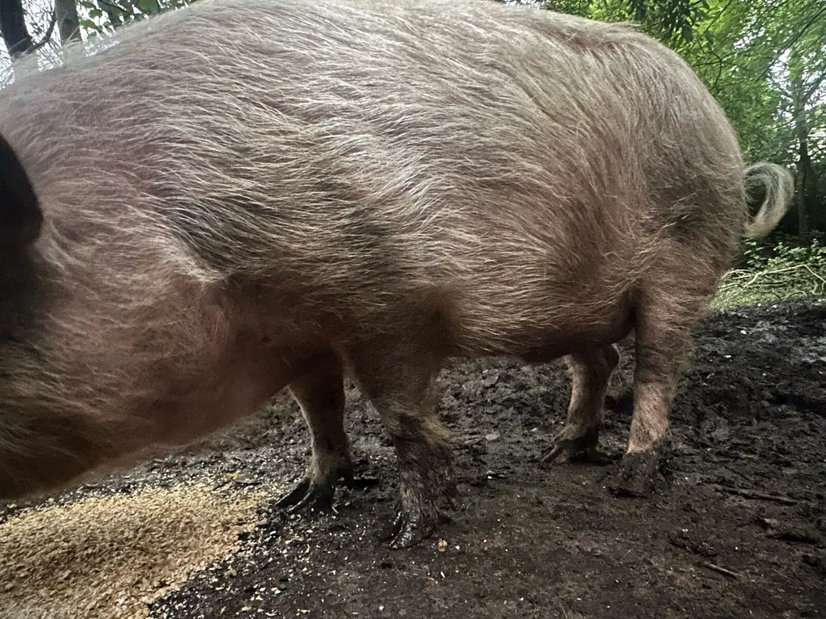 Organic Pig - Image 1