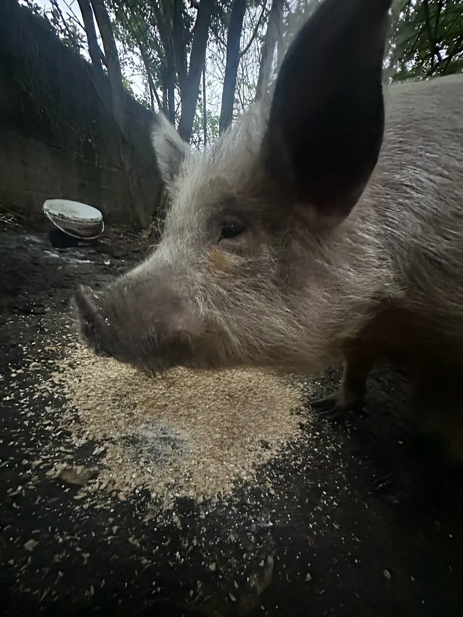 Organic Pig - Image 2