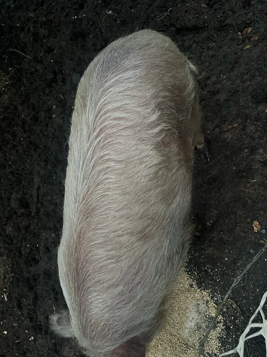 Organic Pig - Image 3