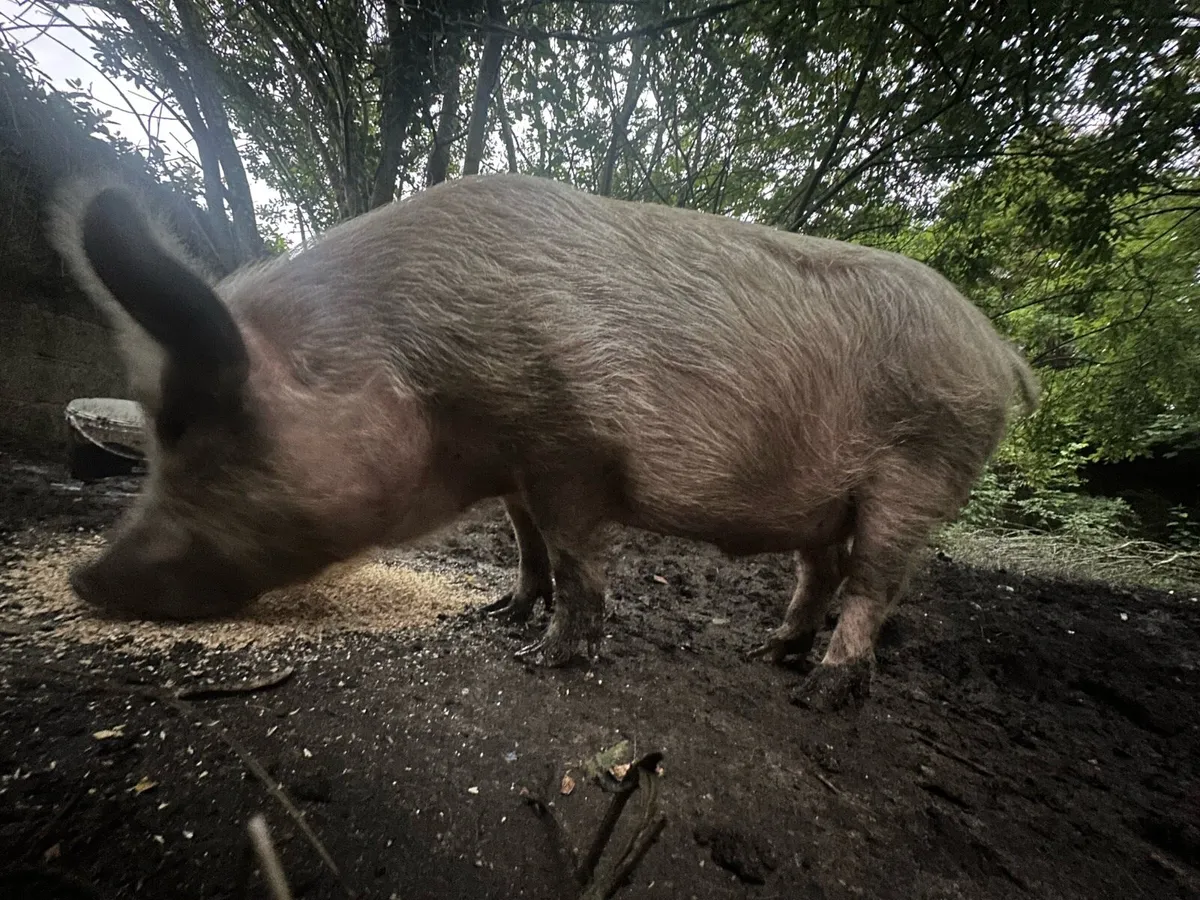 Organic Pig - Image 4