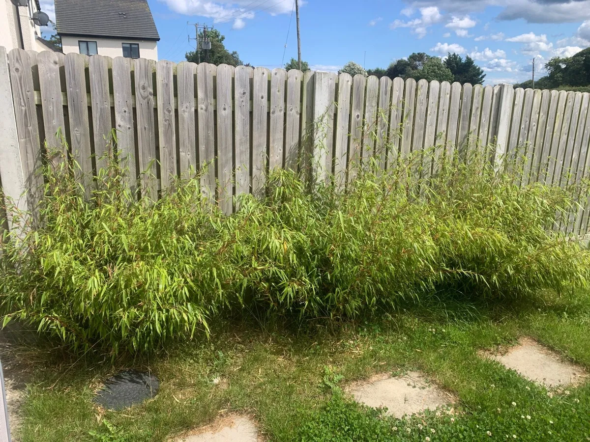 Bamboo bush plant - Image 1