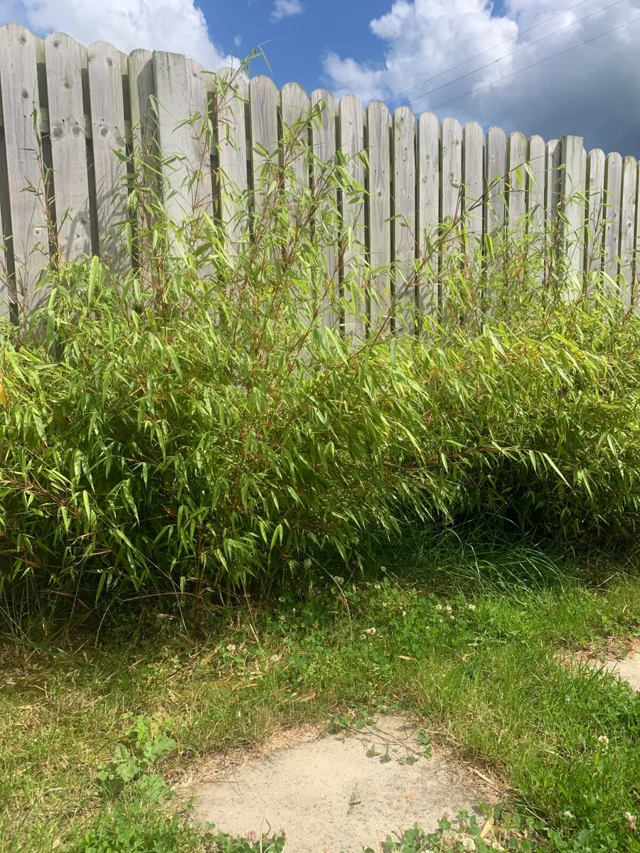 Bamboo bush plant - Image 2