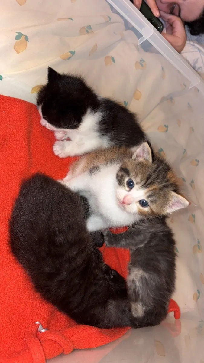 Kittens - Image 1