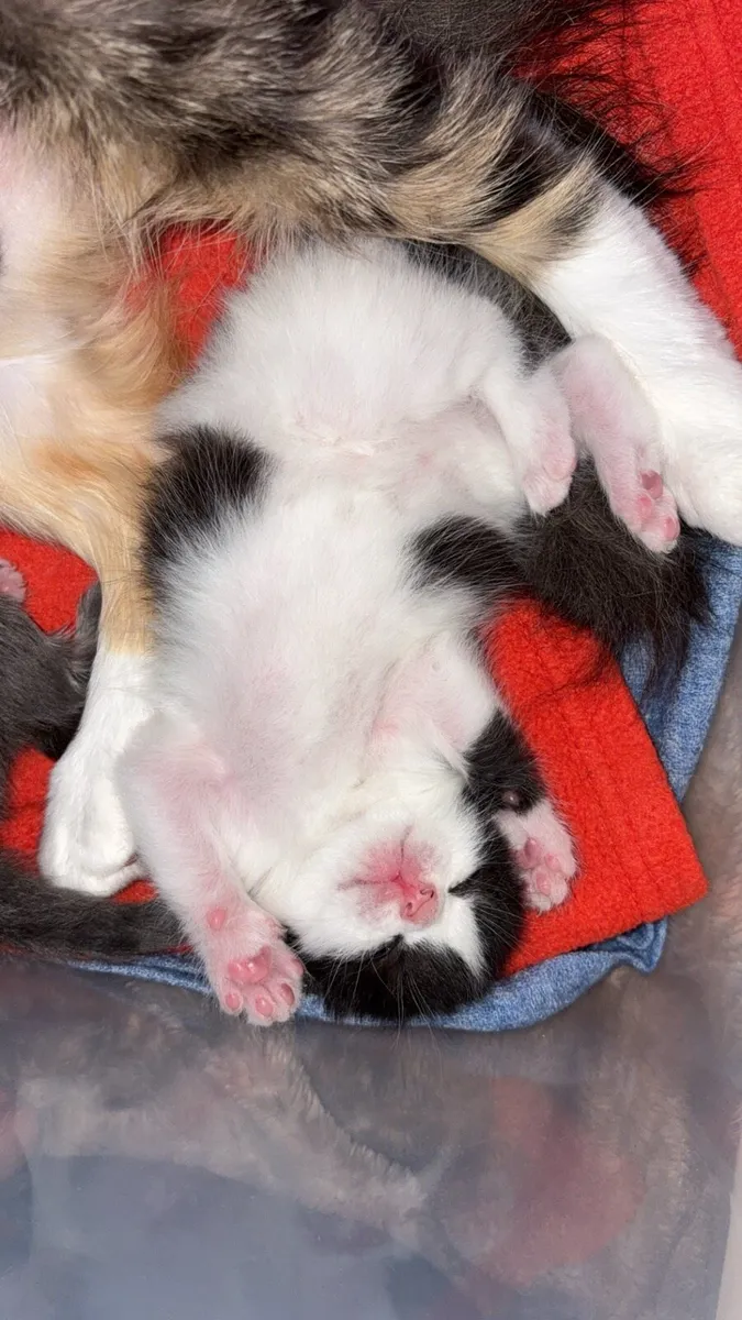 Kittens - Image 2