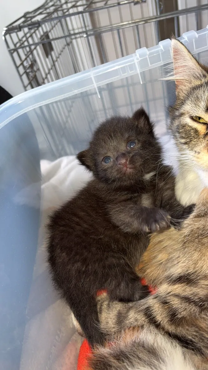 Kittens - Image 3