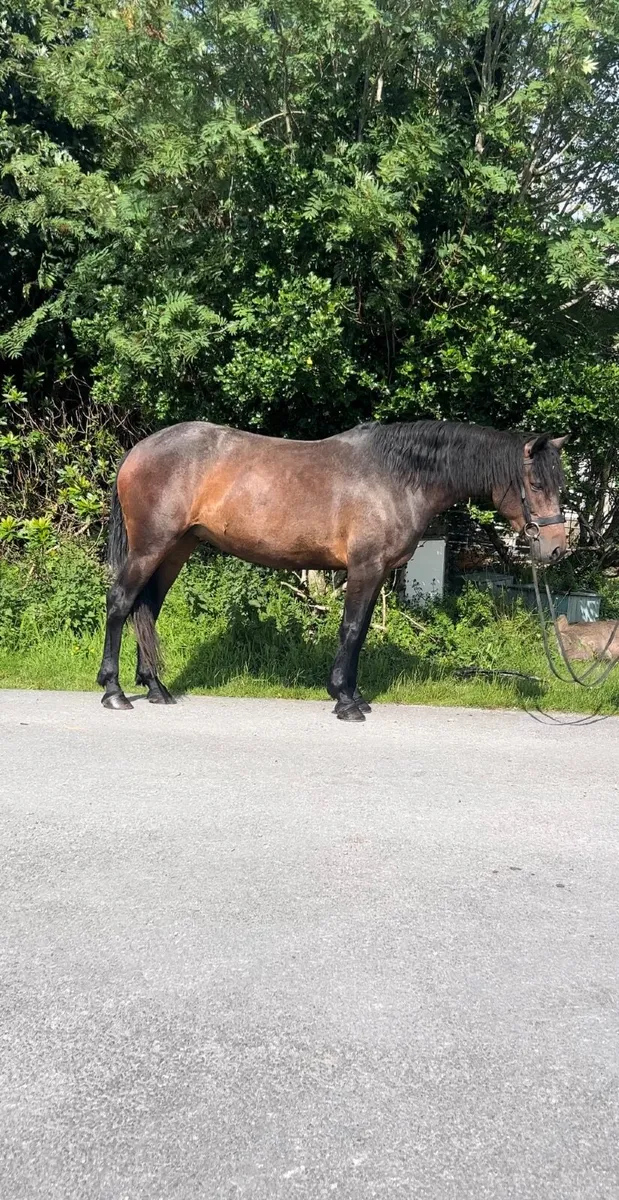 4 year old quality class 1 mare - Image 1