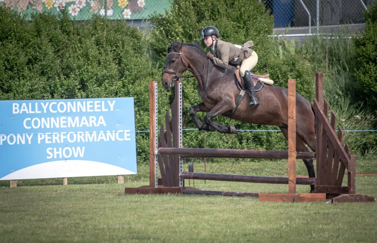 4 year old quality class 1 mare - Image 3