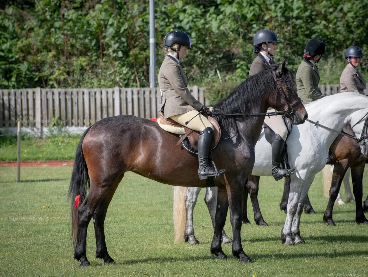 4 year old quality class 1 mare - Image 4