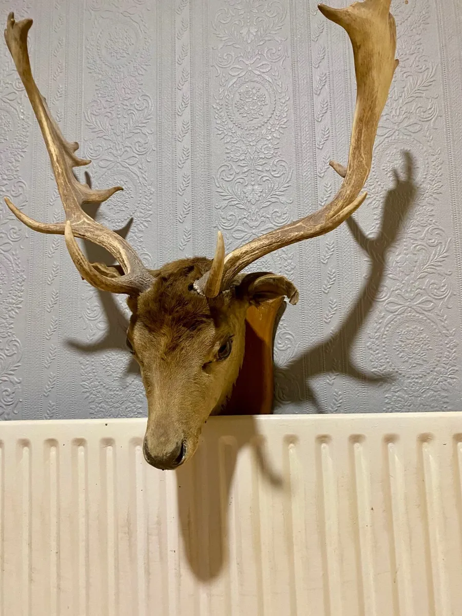 Fallow deer head - Image 1