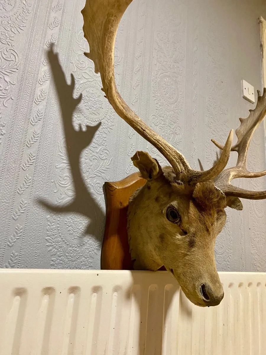 Fallow deer head - Image 3