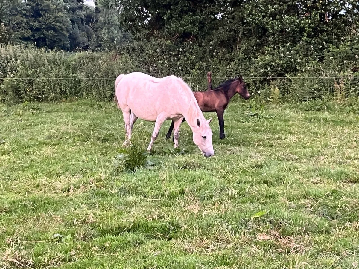 Conamara Mare and Foal - Image 2