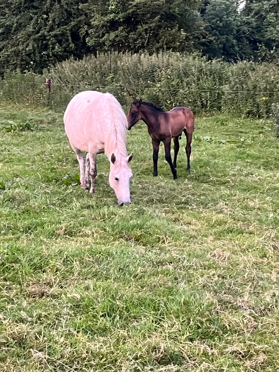 Conamara Mare and Foal - Image 3