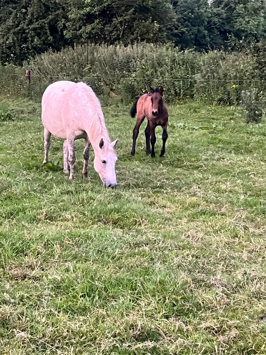 Conamara Mare and Foal - Image 4
