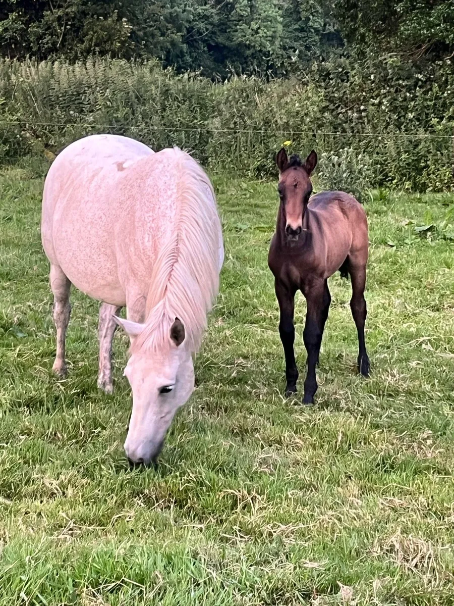 Conamara Mare and Foal - Image 1