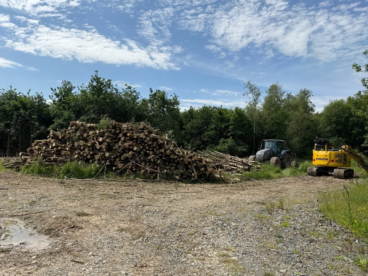 Ash Timber - Image 1
