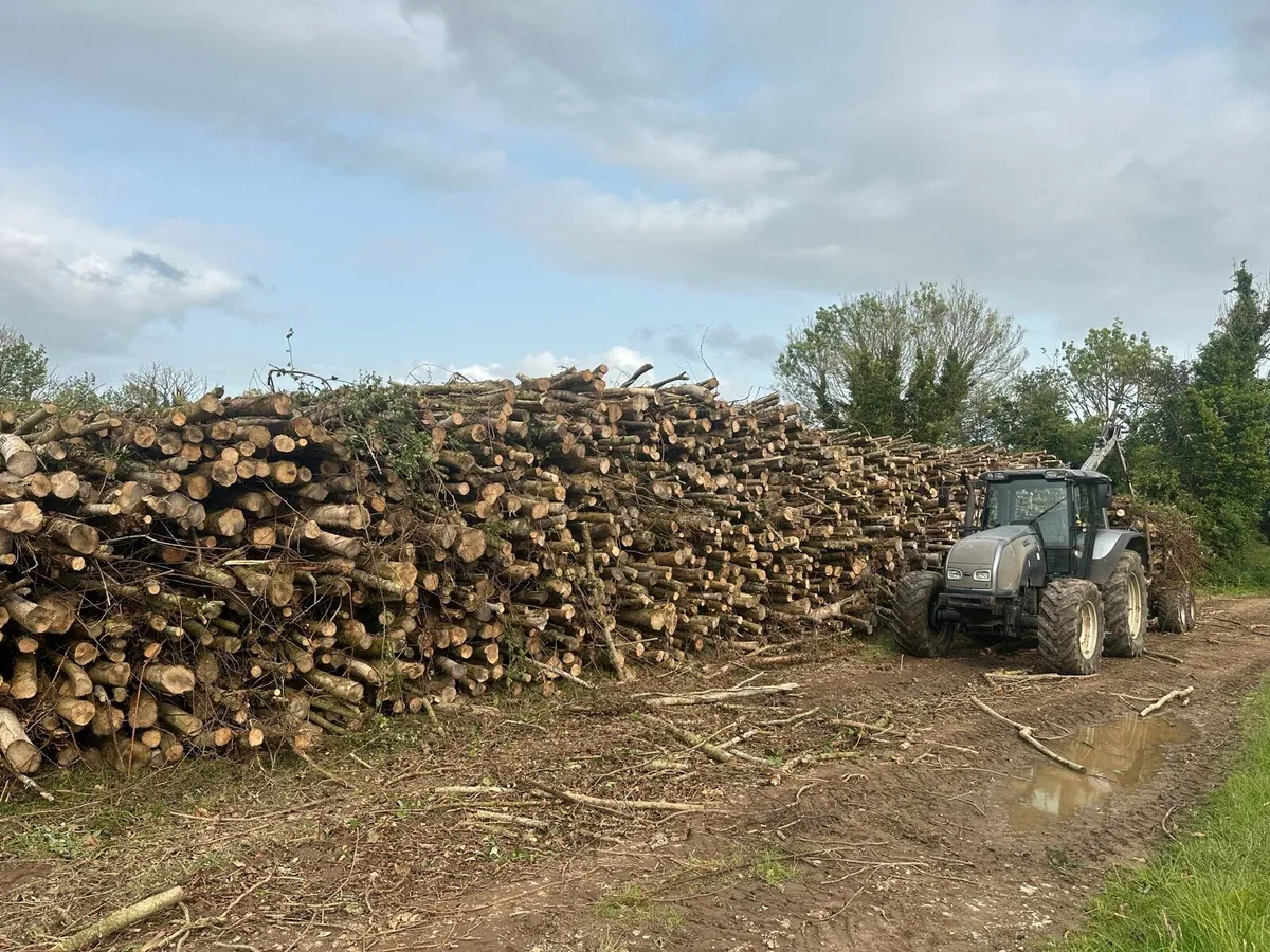 Ash Timber - Image 2