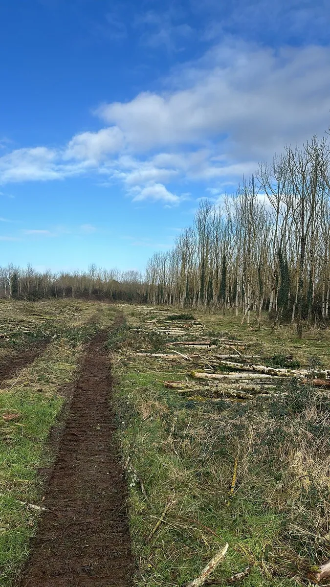 Ash Timber - Image 3