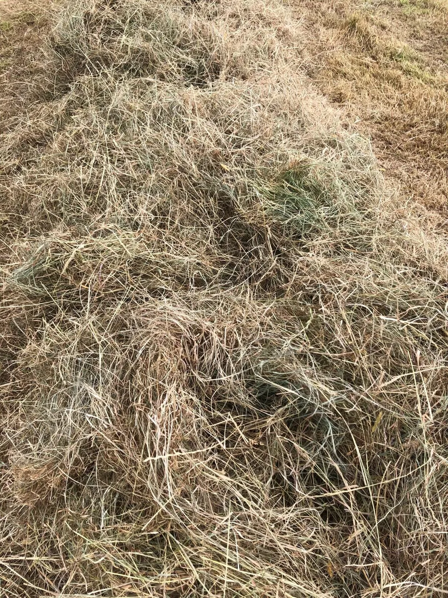 Hay - Image 2