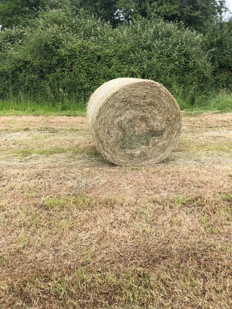 Hay - Image 1