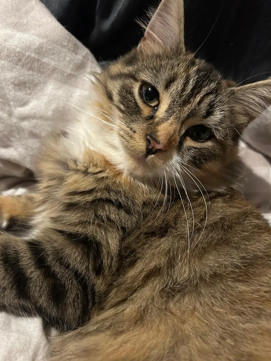 Kittens - Image 4