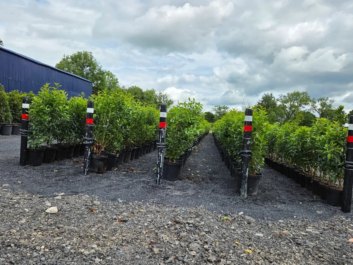 Portuguese Laurel Hedging 60cm-80cm 5ltr pots - Image 1