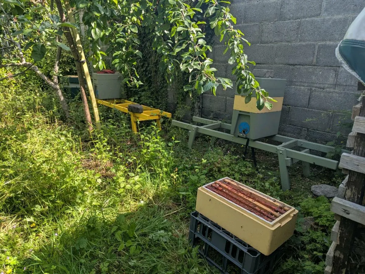 Honey Bees & Nuc