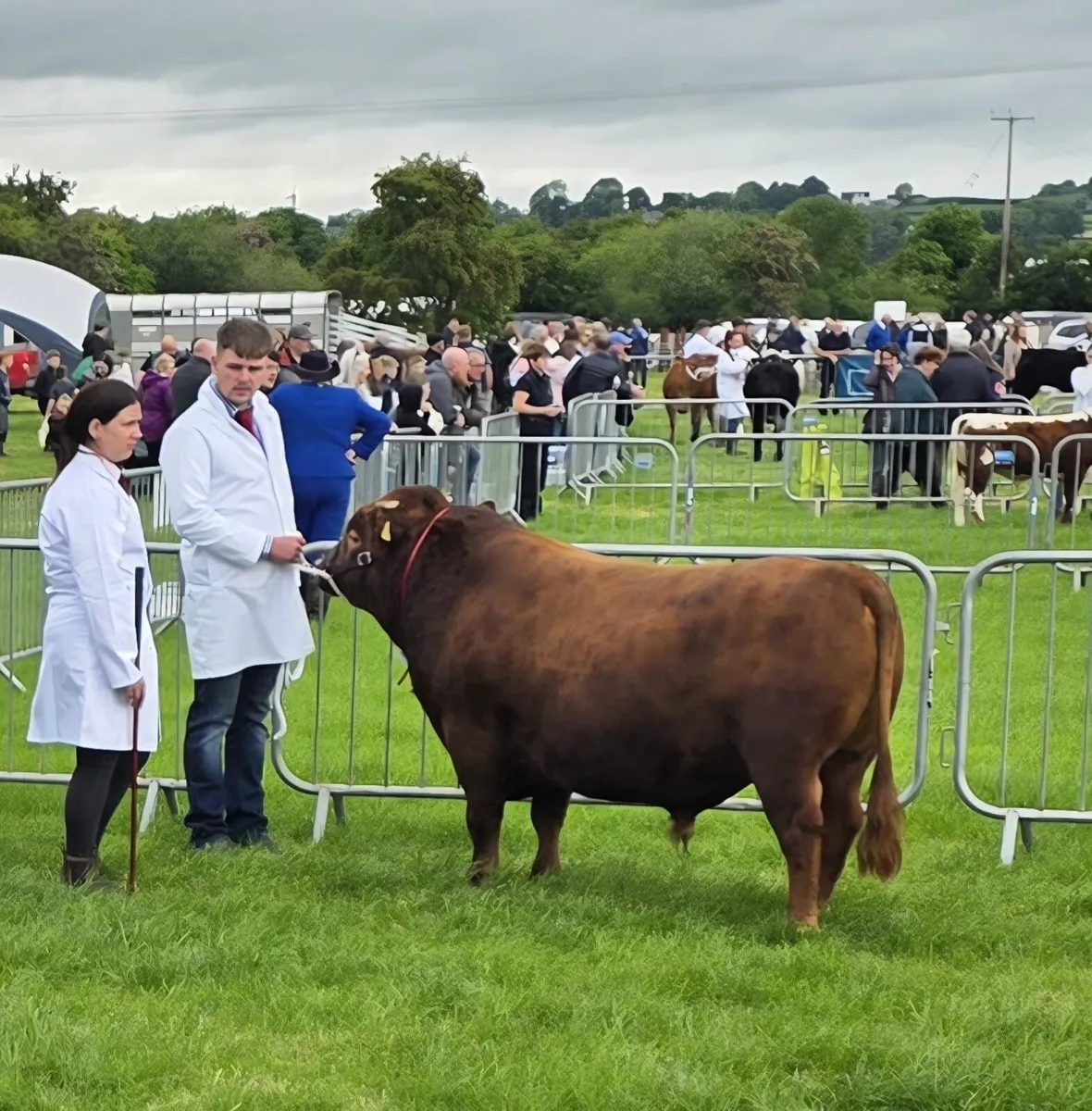 Pedigree dexter cows and bull - Image 1