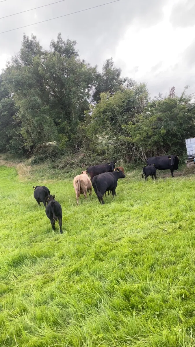 Pedigree dexter cows and bull - Image 2