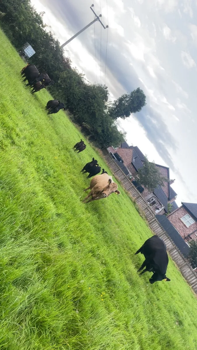 Pedigree dexter cows and bull - Image 3
