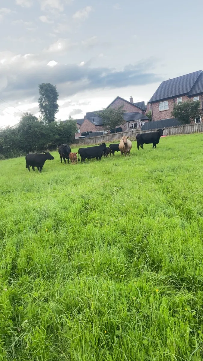 Pedigree dexter cows and bull - Image 4