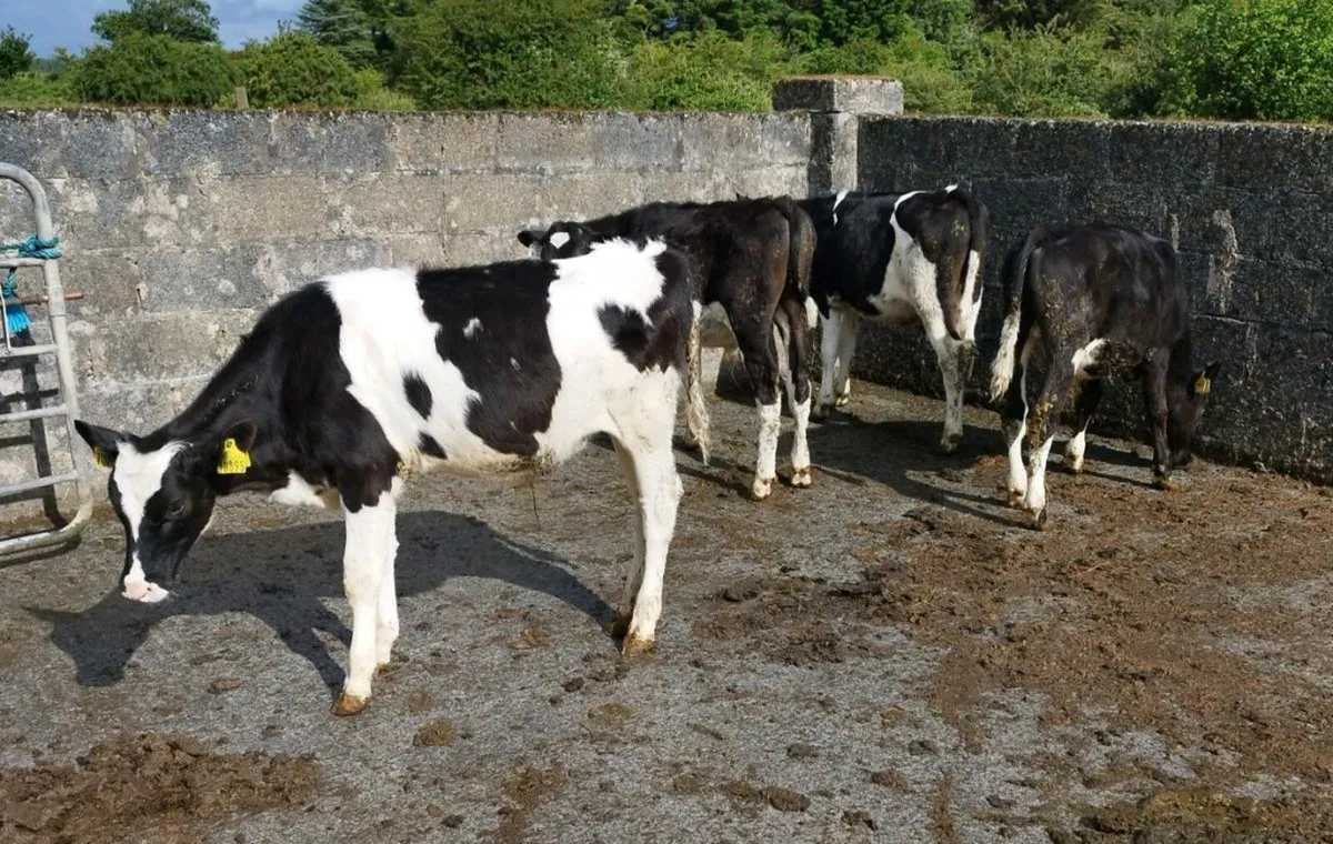 FR Bull Runners - Image 2