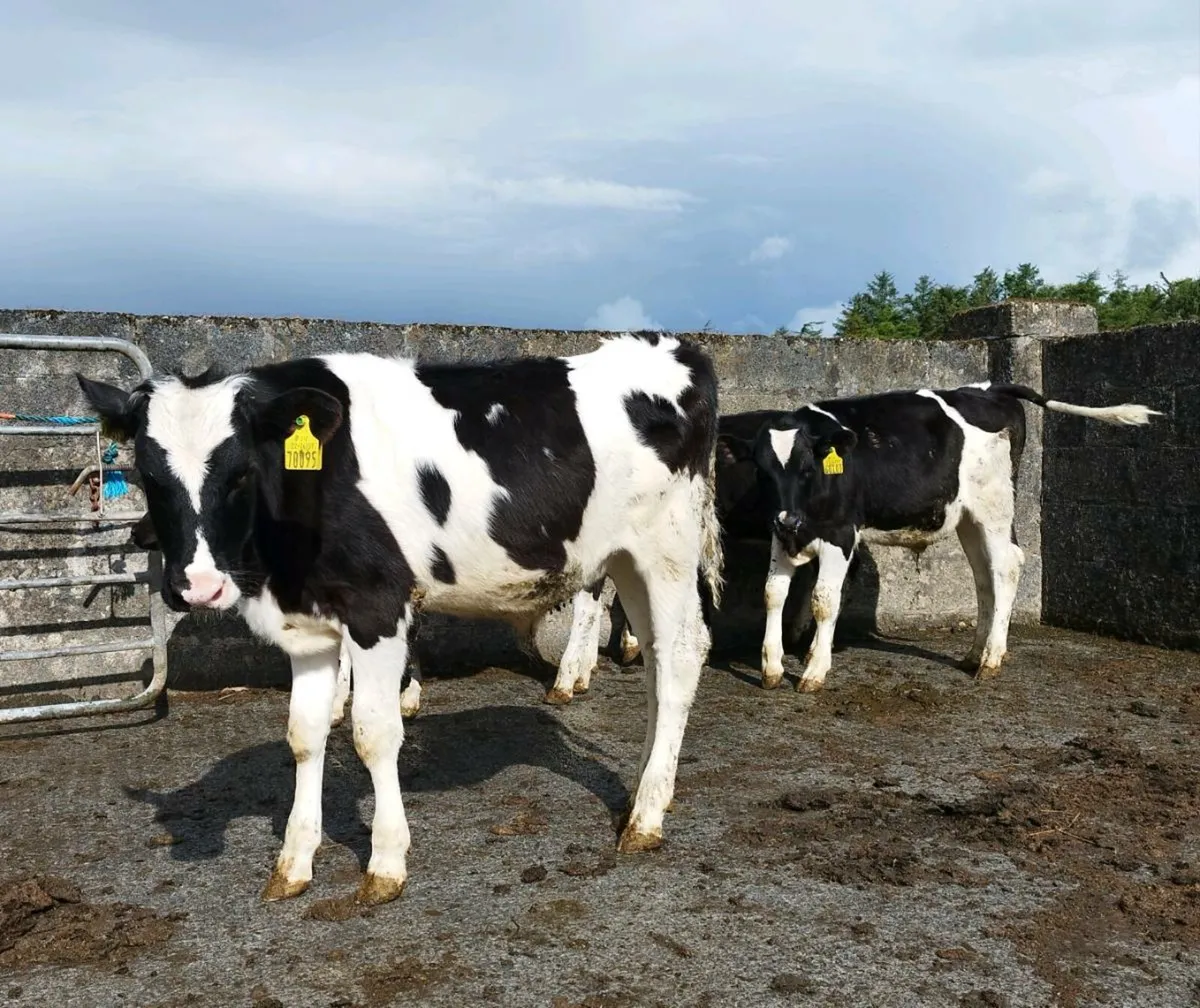 FR Bull Runners - Image 1