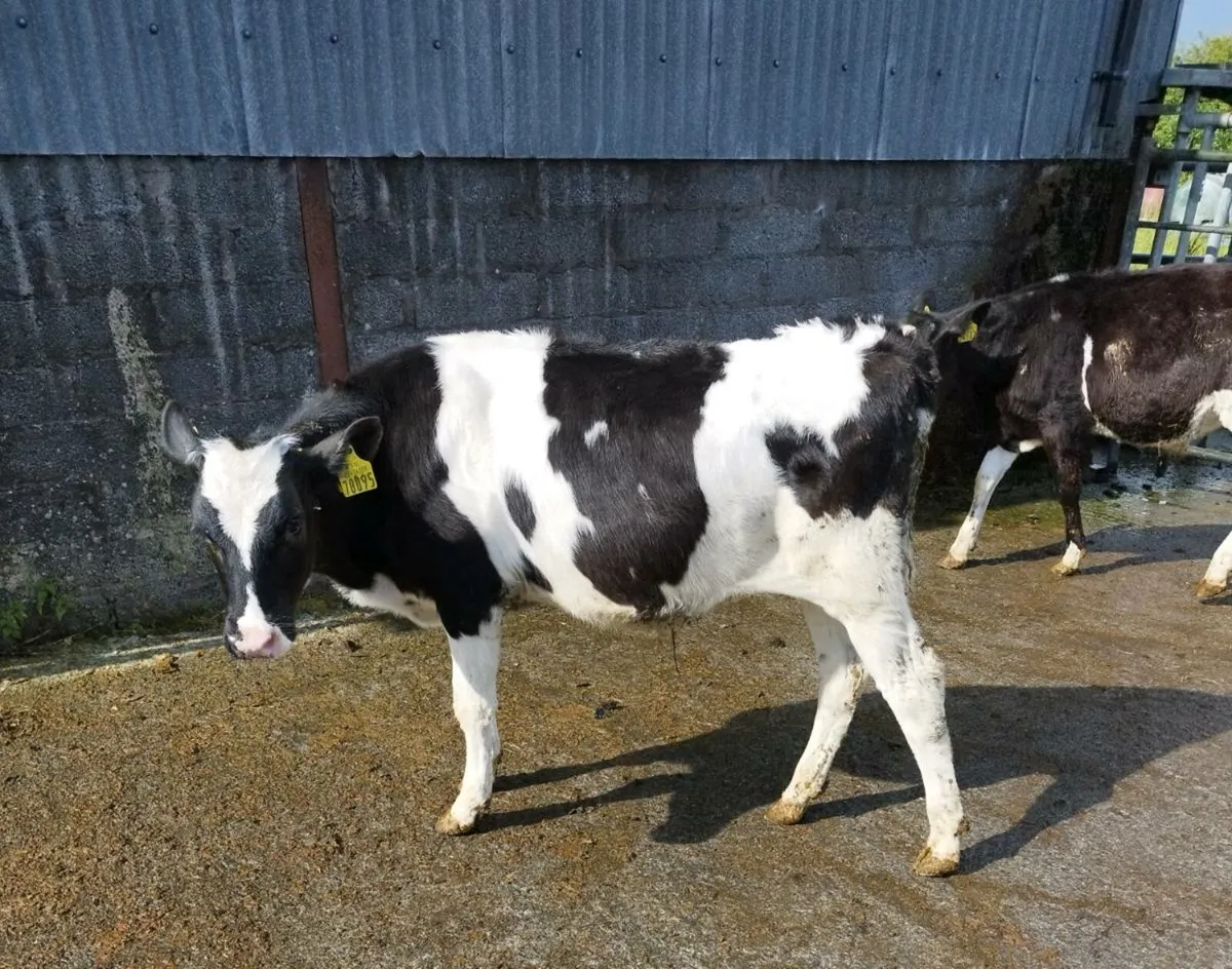 FR Bull Runners - Image 3