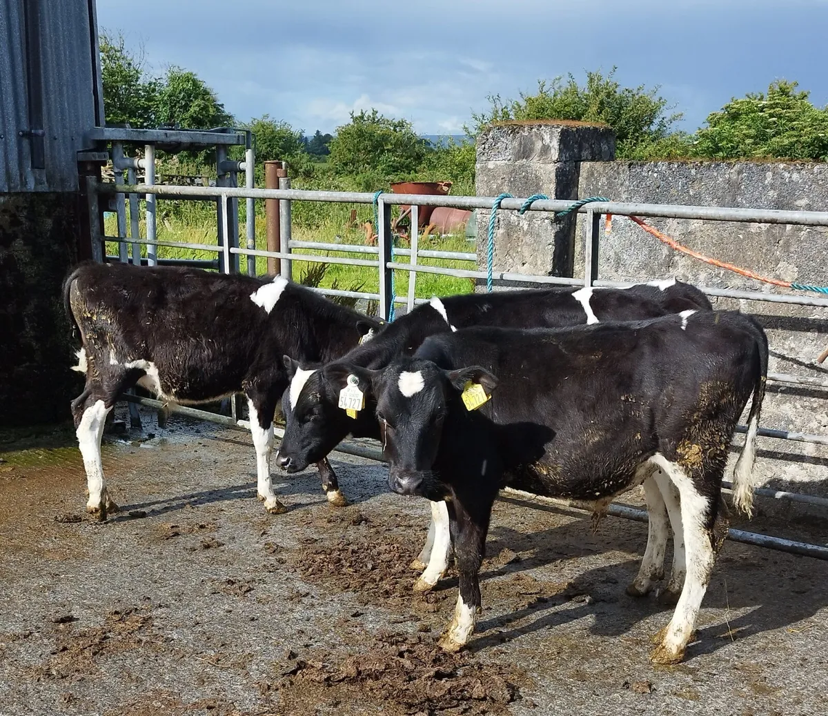 FR Bull Runners - Image 4