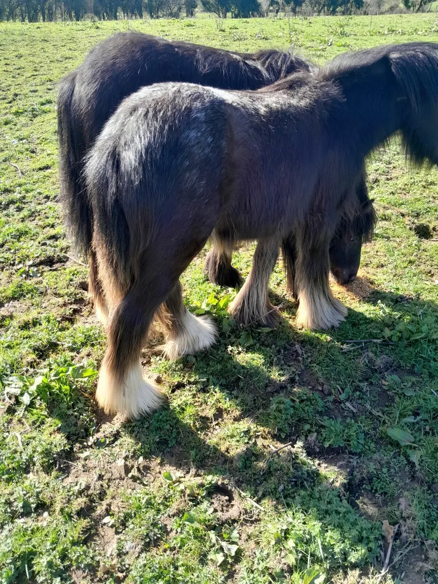 Heavy spotted colt - Image 2