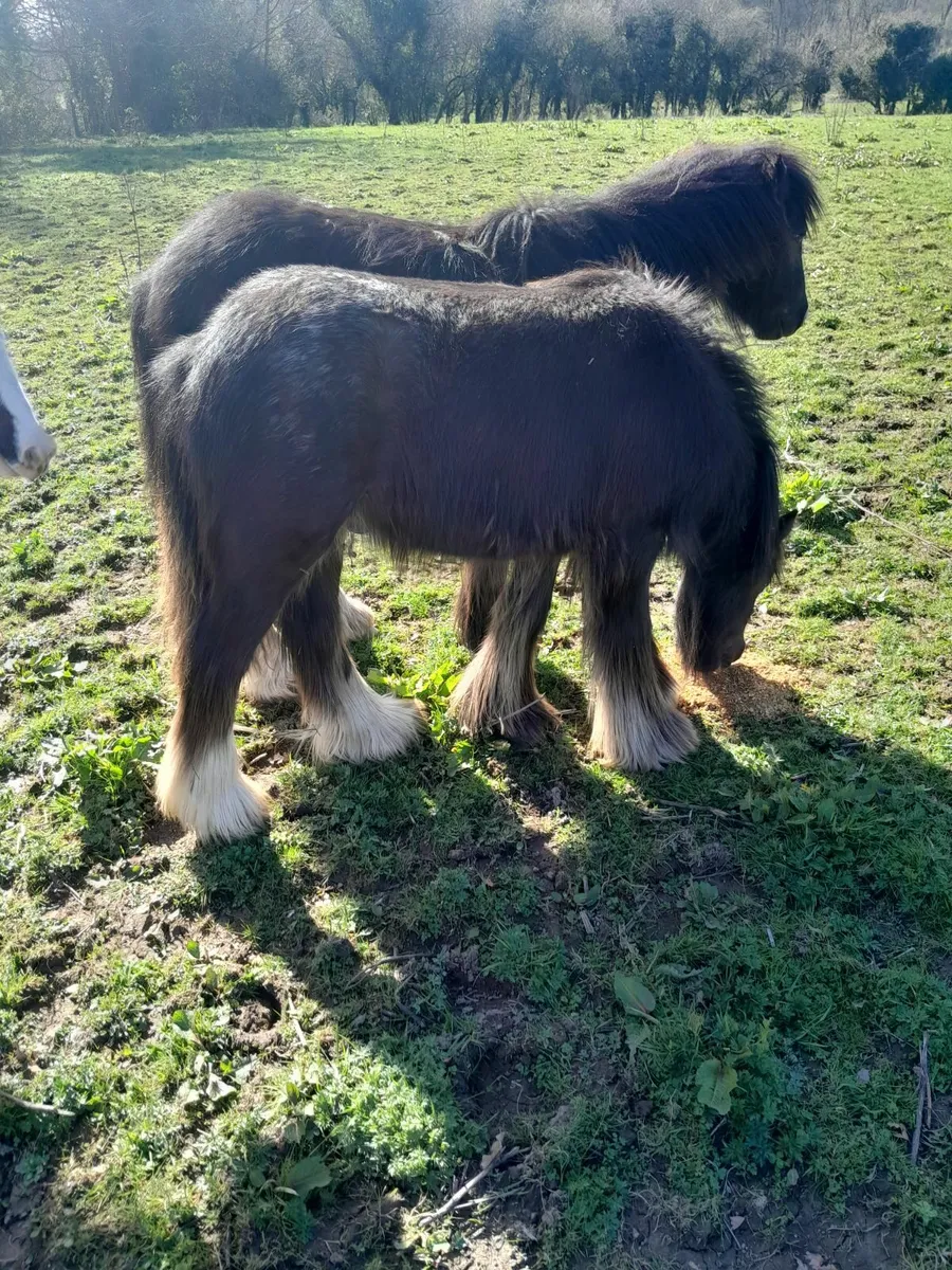 Heavy spotted colt - Image 3