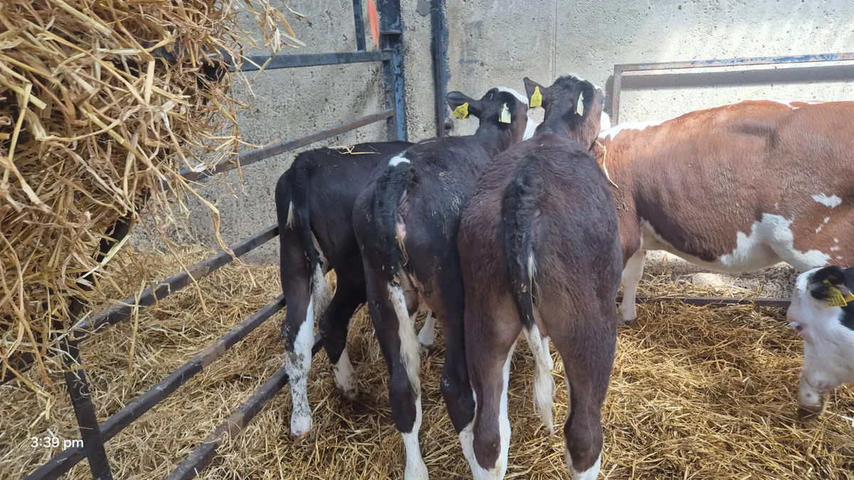 14 Quality Angus / Hereford heifers - Image 1
