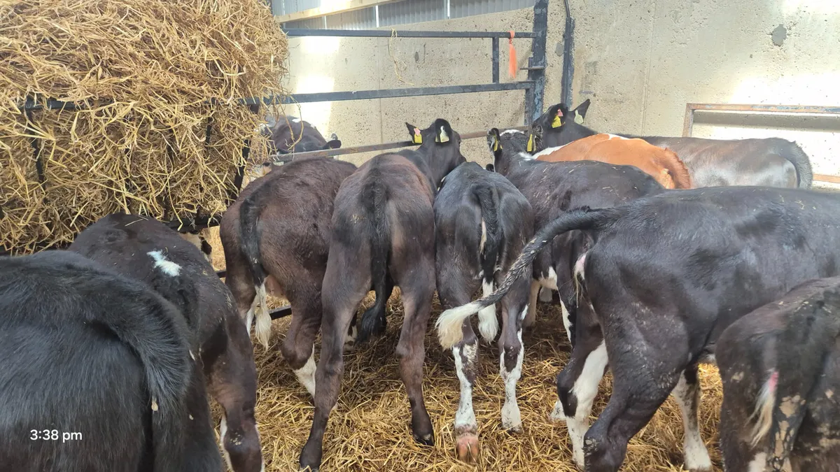 14 Quality Angus / Hereford heifers - Image 3