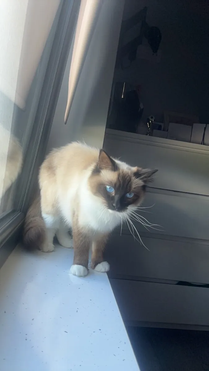 2 Female Ragdoll Cats - Image 2