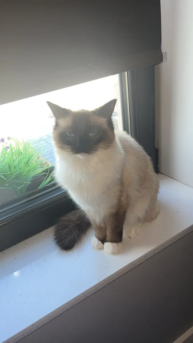 2 Female Ragdoll Cats - Image 3