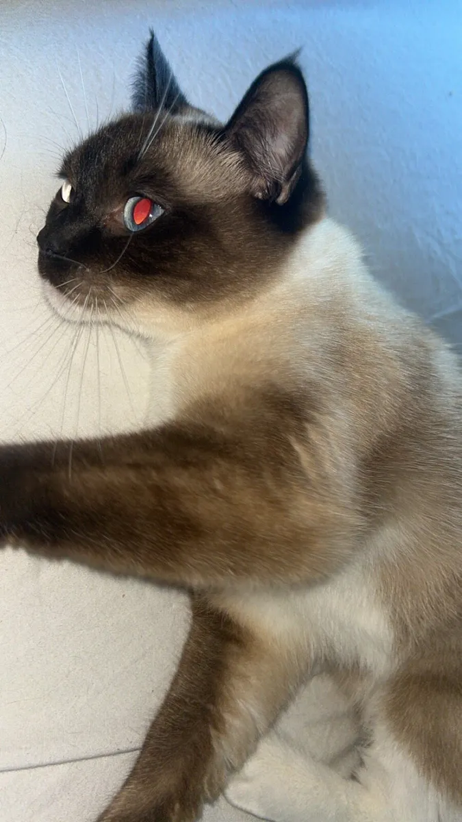 2 Female Ragdoll Cats - Image 4