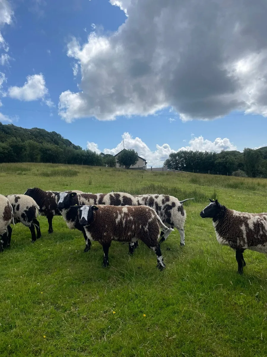 Dutch Spotted Lambs - Image 2