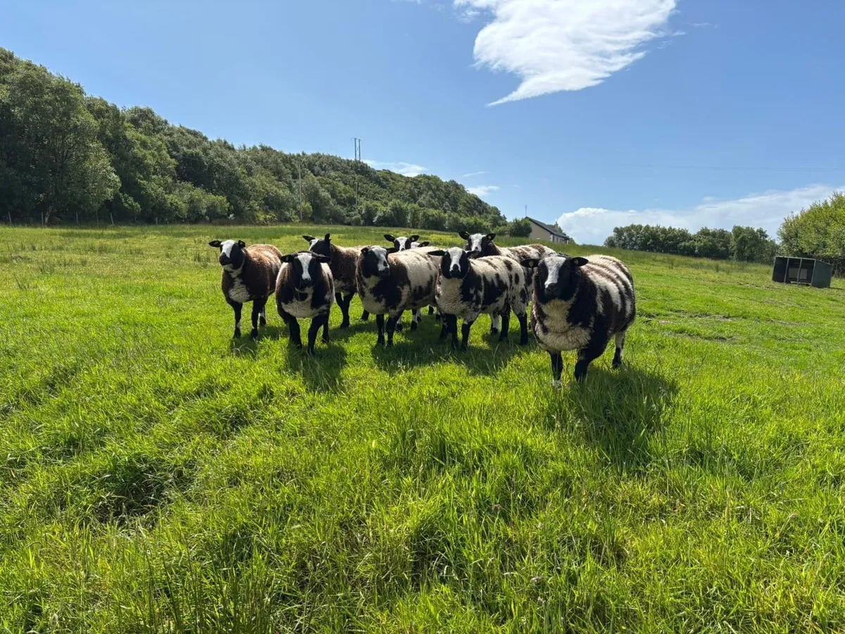 Dutch Spotted Lambs - Image 1