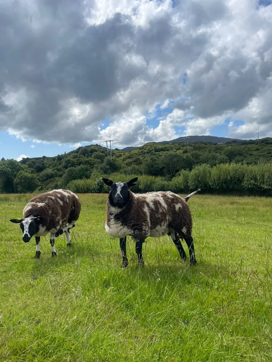 Dutch Spotted Lambs - Image 3