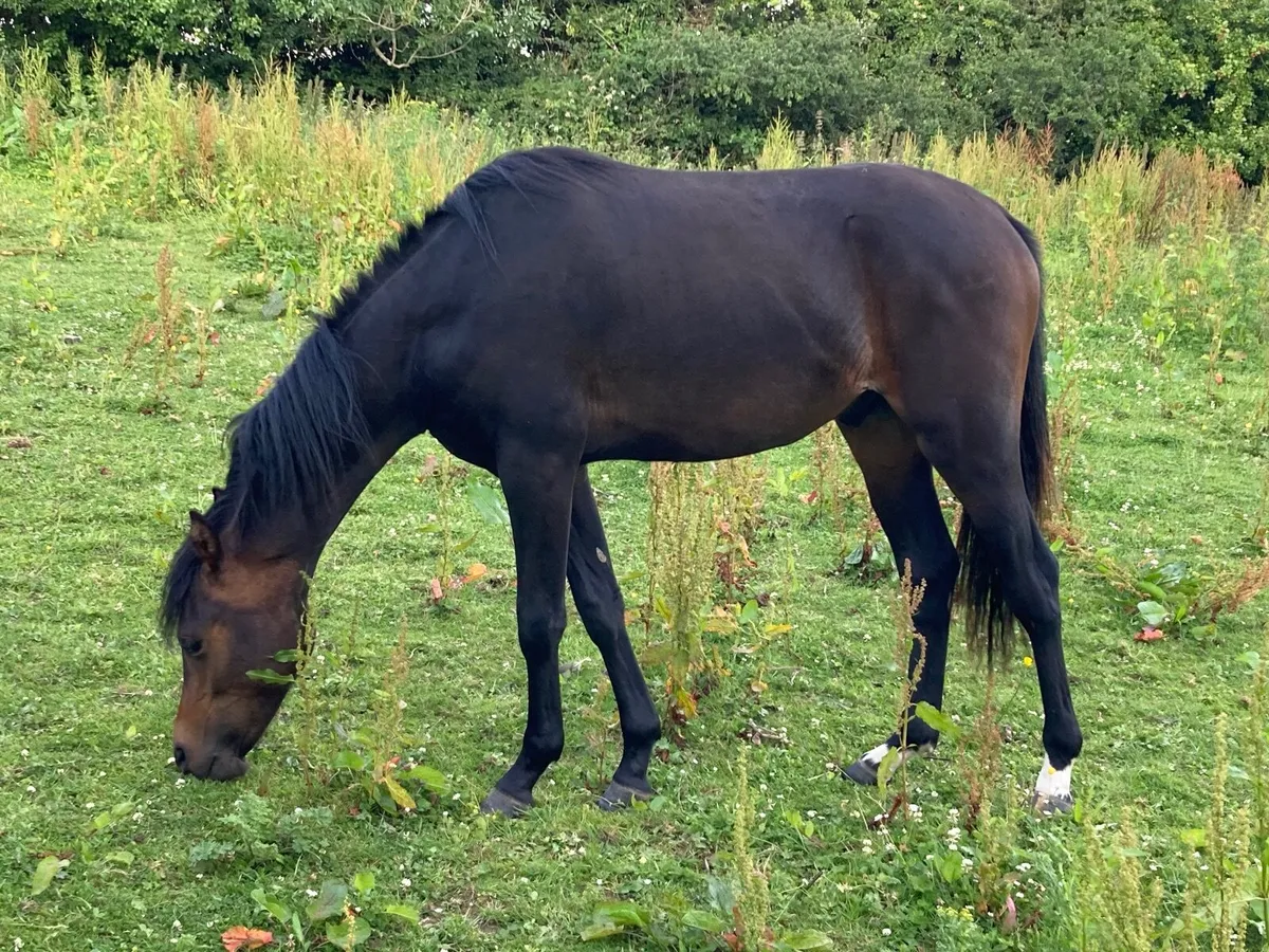 Welsh part bred Yearling - Image 4