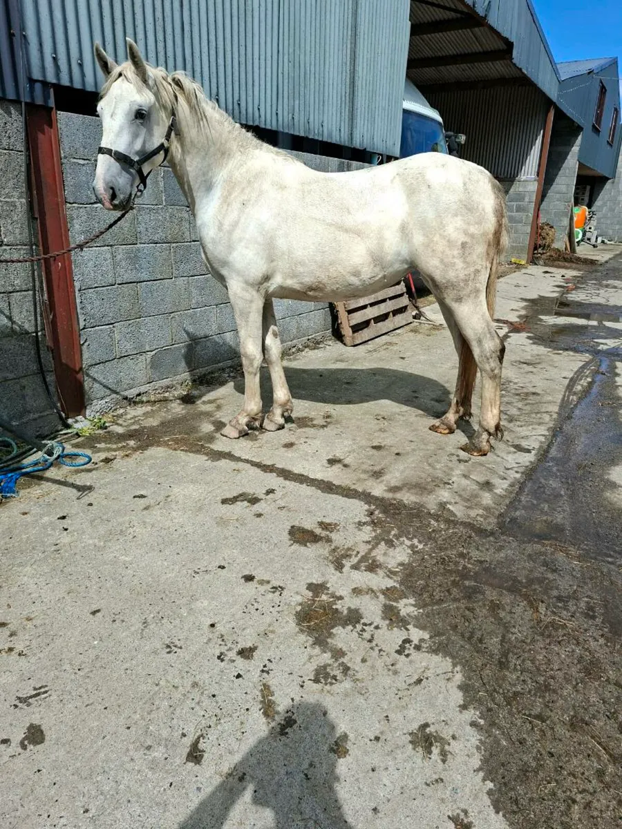 Irish draught/irish sport horse 1& 2 year olds - Image 2