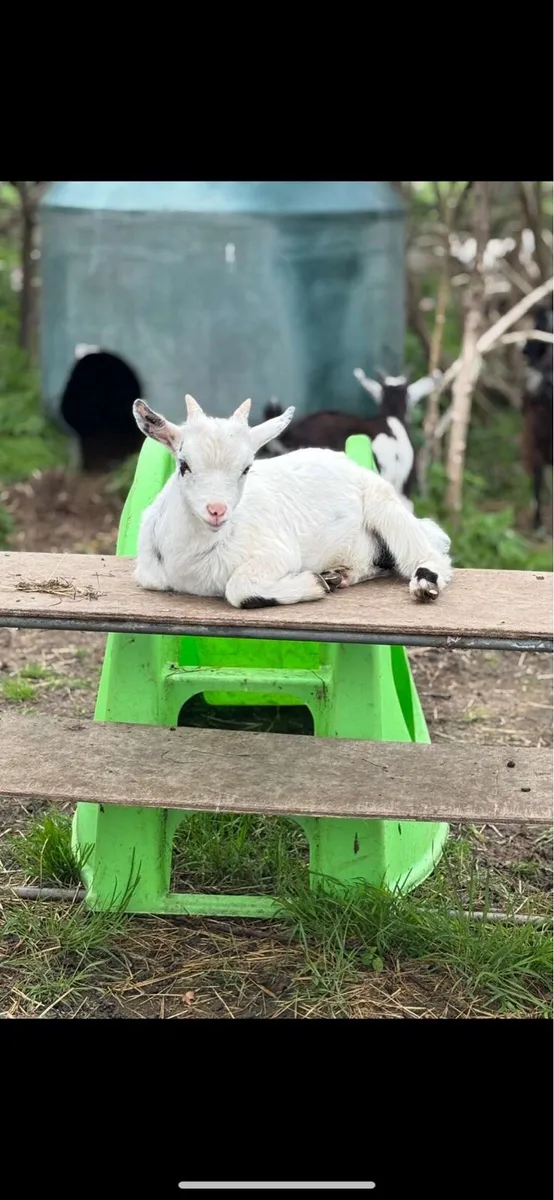 3 Pygmy Buck Kid Goats for Sale - Image 3